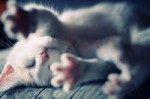 hug-your-cat2